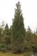 3066?width=100&height=80&name=juniperus-