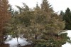 3067?width=100&height=80&name=juniperus-