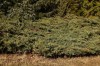 3068?width=100&height=80&name=juniperus-