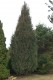 3069?width=100&height=80&name=juniperus-