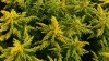 306?width=100&height=80&name=solidago-x-