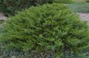 3070?width=100&height=80&name=juniperus-