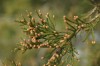 3071?width=100&height=80&name=juniperus-