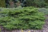 3074?width=100&height=80&name=juniperus-