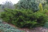 3075?width=100&height=80&name=juniperus-