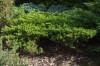 3076?width=100&height=80&name=juniperus-