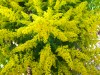 307?width=100&height=80&name=solidago-x-