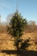 3086?width=100&height=80&name=picea-abie