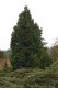 3088?width=100&height=80&name=picea-abie