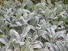 308?width=100&height=80&name=stachys-byz