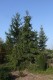 3090?width=100&height=80&name=picea-abie