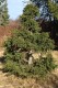 3093?width=100&height=80&name=picea-abie