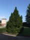 3095?width=100&height=80&name=picea-abie