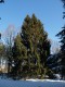 3099?width=100&height=80&name=picea-abie