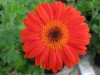 30?width=100&height=80&name=gerbera-jame