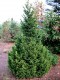 3104?width=100&height=80&name=picea-abie