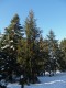 3105?width=100&height=80&name=picea-abie