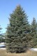 3107?width=100&height=80&name=picea-enge