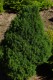 3108?width=100&height=80&name=picea-glau