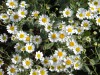 310?width=100&height=80&name=tanacetum-b