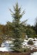 3111?width=100&height=80&name=picea-mari