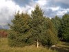 3112?width=100&height=80&name=picea-obov