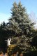 3116?width=100&height=80&name=picea-pung