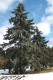 3117?width=100&height=80&name=picea-pung