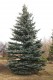 3118?width=100&height=80&name=picea-pung