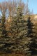 3119?width=100&height=80&name=picea-pung