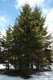 3120?width=100&height=80&name=picea-rube