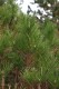 3124?width=100&height=80&name=pinus-mugo