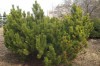 3126?width=100&height=80&name=pinus-mugo