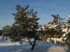 3133?width=100&height=80&name=pinus-rigi