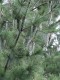 3134?width=100&height=80&name=pinus-stro