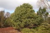 3135?width=100&height=80&name=pinus-sylv