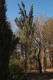 3136?width=100&height=80&name=pinus-sylv