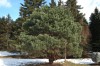 3137?width=100&height=80&name=pinus-sylv