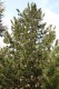 3138?width=100&height=80&name=pinus-unci