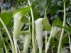 313?width=100&height=80&name=arisaema-am