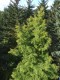 3142?width=100&height=80&name=taxodium-d