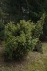 3144?width=100&height=80&name=taxus-bacc