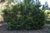 3147?width=100&height=80&name=taxus-bacc