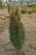 3149?width=100&height=80&name=taxus-bacc