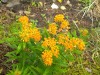 314?width=100&height=80&name=asclepias-t