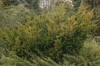 3156?width=100&height=80&name=taxus-x-me