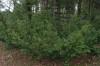 3157?width=100&height=80&name=taxus-x-me