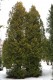 3159?width=100&height=80&name=thuja-occi