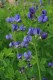 315?width=100&height=80&name=baptisia-au