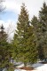 3160?width=100&height=80&name=thuja-occi